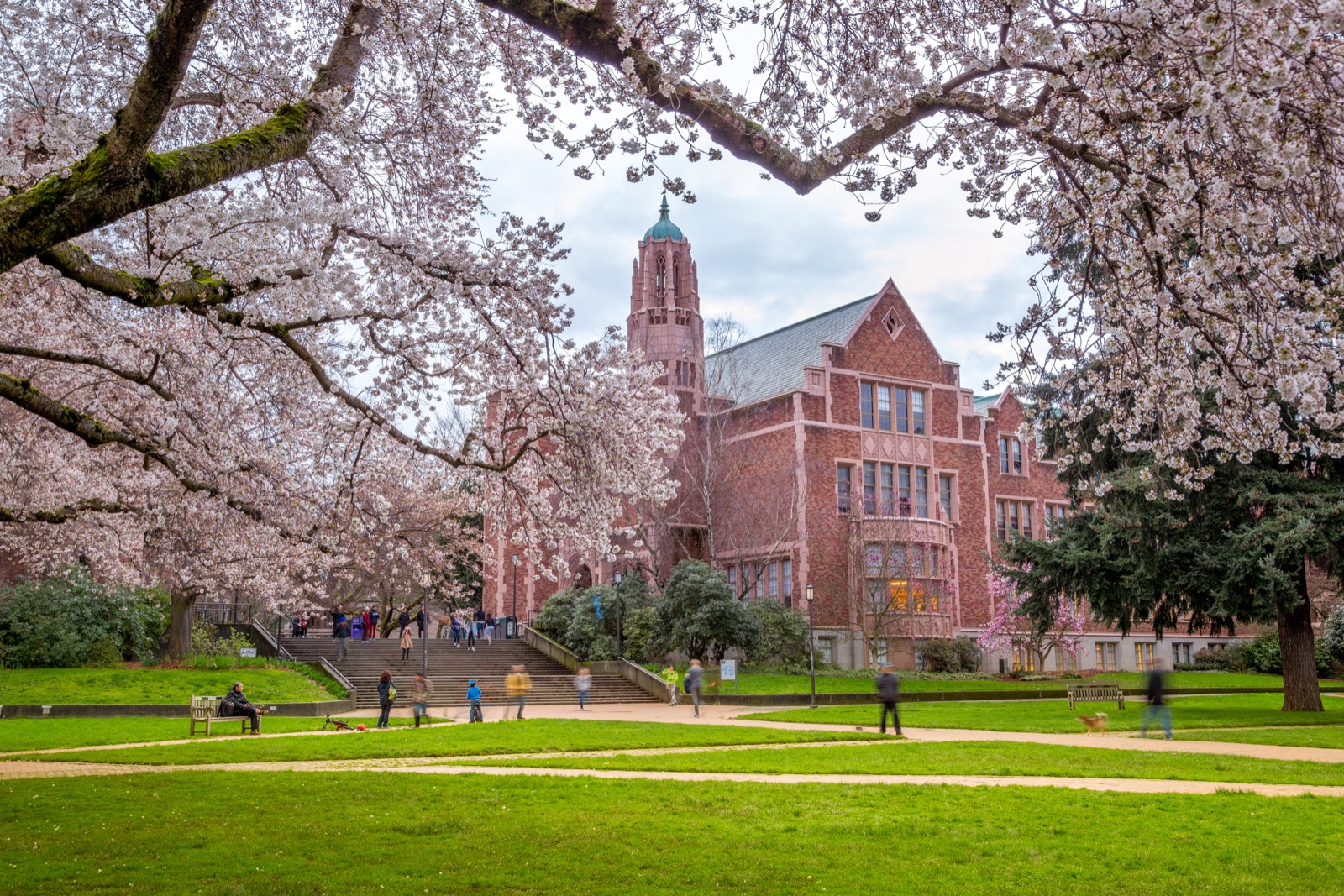 University campus with cherry blossoms in spring